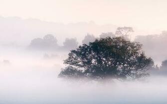 From Rain Forest Fog Wallpaper This