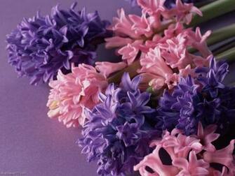 Purple Pink Lilies Flower Wallpaper Flowers Bloom Floral
