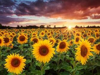 Sunflower Sunset HD Wallpaper At Wallpaperbro