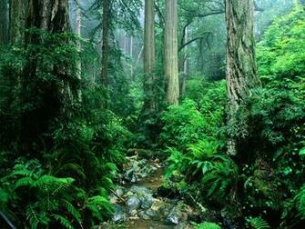 Rivers And Creeks Wallpaper X