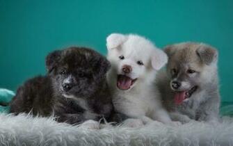 Akita Dogs HD Wallpaper Of Japanese Amp American