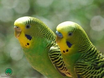 Wallpaper Parrot