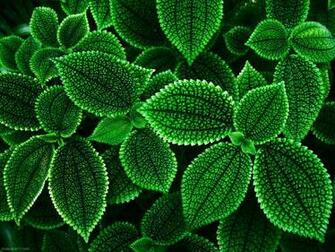 Exotic Flower Wallpaper Share Online