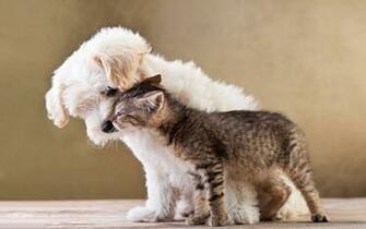 Of A Cat And Dog Cuddling Beautiful Wallpaper