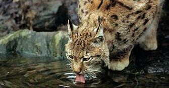 Bobcats Animals Wallpaper Bobcat