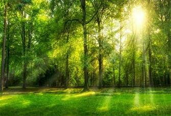Amazon Csfoto Background Sunshine Green Forest Park