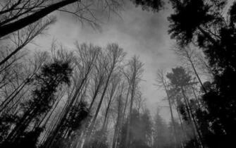 Wallpaper Black And White Forest