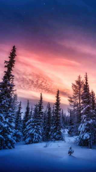 Snowy Forest Sunset Scenery 4k Wallpaper iPhone HD Phone 5680f