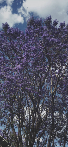 Top Purple Tree Wallpaper Full HD 4k To Use