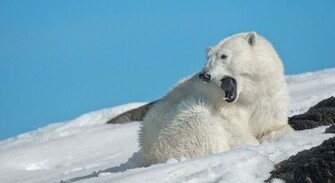 Cute White Grizzly Koala Bears Photos Antarctic Funny