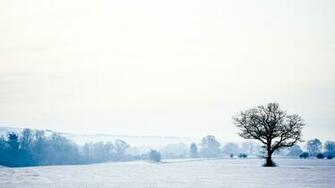 Tree Silhouette In The White Field Wallpaper