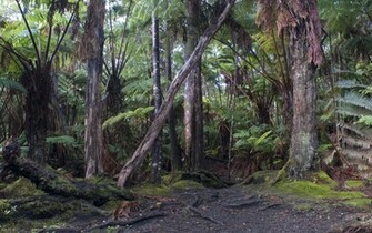 Hawaiian Tropical Rainforest Desktop Wallpaper Iskin Co Uk