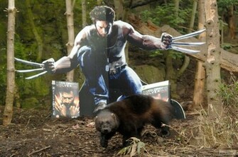 Men Origins Wolverine Video Game Wallpaper Of