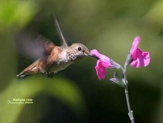 Hummingbirds Wallpaper Hummingbird Photos Feeding