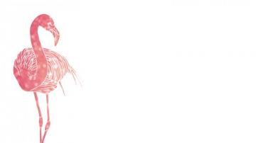 Bies Pink Flamingo Desktop Wallpaper Oh So Lovely