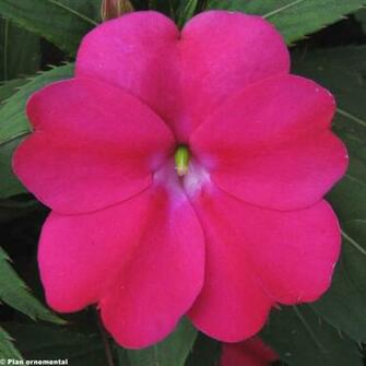 Impatiens Sunpatiens Compact Magenta HD Walls Find Wallpaper