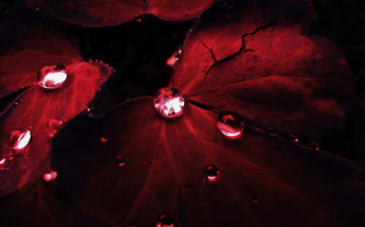Crisp Red Wallpaper For Desktop Laptop And Tablet Devic