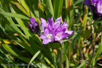 Wildflowers Wallpaper Click Picture For High Resolution HD