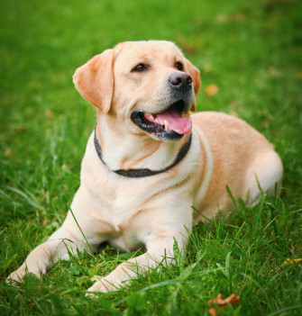 Labrador Retriever Dog HD Wallpaper