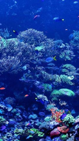 Scuba iPhone Wallpaper On