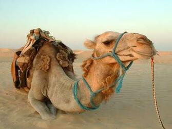 Camel Wallpaper 5g1ei1f 4usky