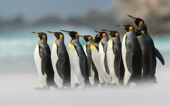 King Penguins Wallpaper Gallery