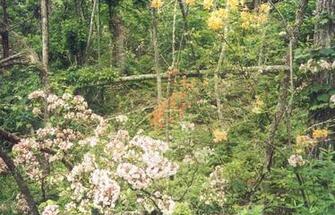 Appalachian Trail Flowers Search Results Newdesktopwallpaper Info