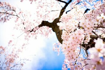 Beautiful Pink Cherry Blossom Wallpaper Colors Photo