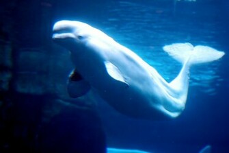 Beluga Whale Computer Wallpaper Amazing Wallpaperz