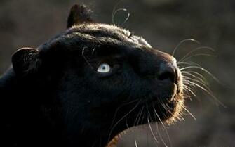Black Jaguar Wallpaper Animals Better