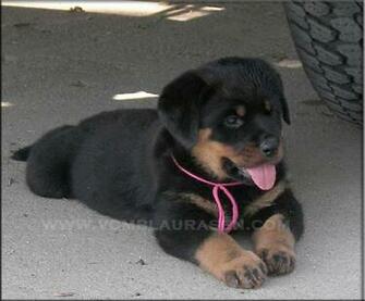 Animals Dogs
