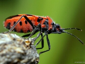Insects Wallpaper Bugs Photography Art Print