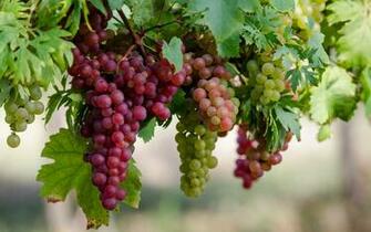 Grapes Wallpaper