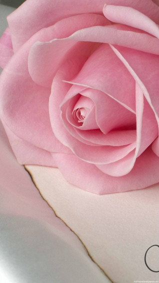 Rose iPhone Wallpaper
