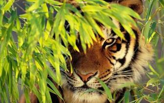 Tiger Apple HD Wallpaper Full Screen