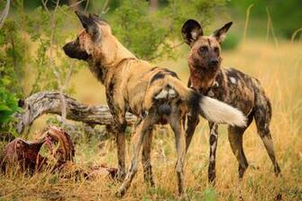 Pin Wild Cats Wallpaper