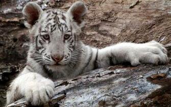 Baby White Tigers Wallpaper