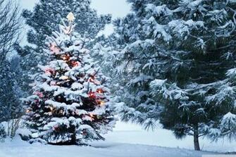 Beautiful Outdoor Christmas Tree 4k HD Desktop Wallpaper For