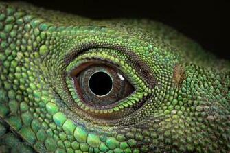 Reptile Eyes Lizard HD Wallpaper Wild Animal Reptiles
