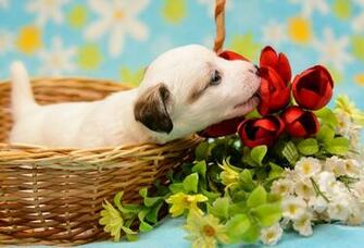 Puppy Valentine Wallpaper Image