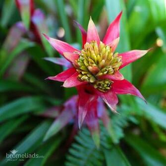 Bromeliad Wallpaper Plant Care