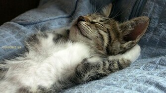 Cute Cats And Kittens Wallpaper Sleeping Cat Jpg