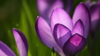 Spring Flowers Wallpaper