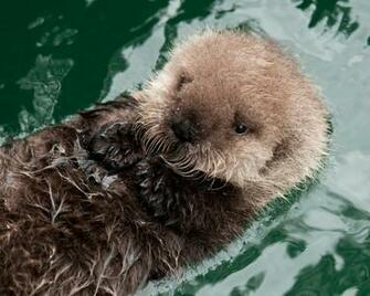 Baby Otter Jpg