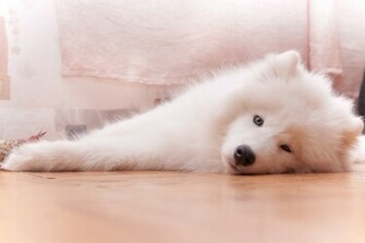 Samoyed By Relaxing Lynx
