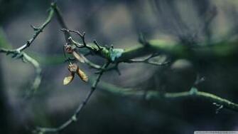 Tree Wallpaper Bokeh Branch Image