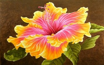 Beautiful Hibiscus Flower Wallpaper Stock
