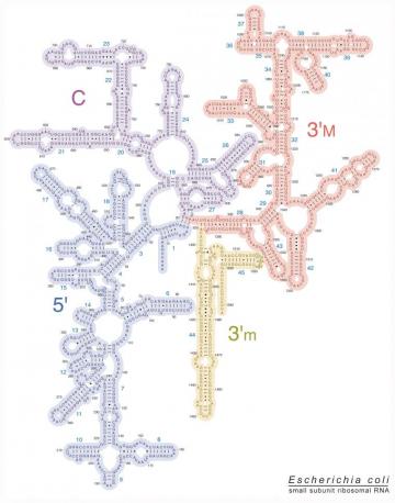 Ribosome Image