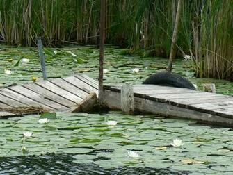 Lilly Pads Minnesota Nature Lakes HD Desktop Wallpaper