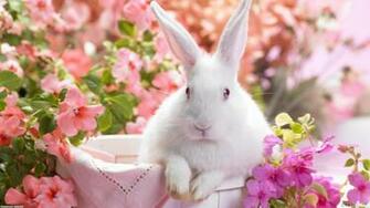 Cute White Rabbit Wallpaper Open Walls